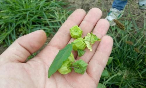 化痰|这一野果学名叫“姑娘果”，药用价值高，止咳化痰，养肝治贫血