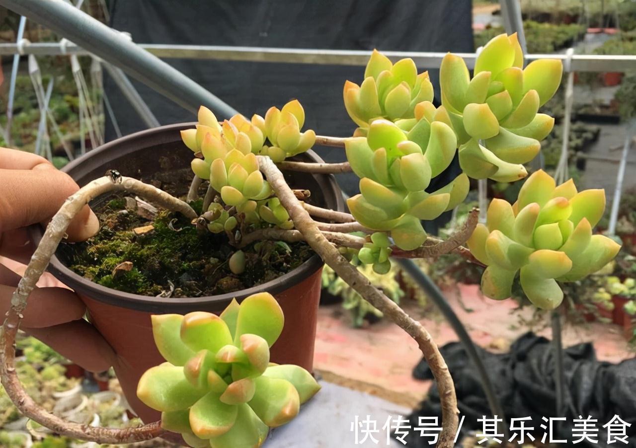 耐寒|这“三多肉”不怕冻,越冷越美出状态,零下30℃也能缀满一大盆