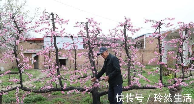 老人|84岁老人家里一棵桃树上长出了13株桃树，开花似“孔雀开屏”