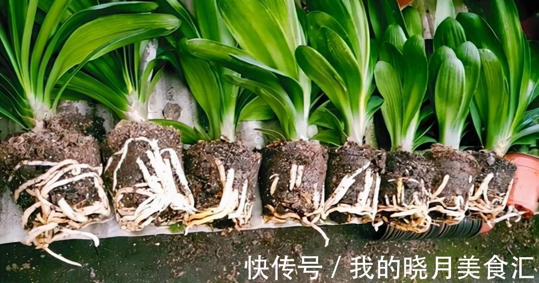 天冷后,需要“穷养”的六种花,水多易烂根,多晒爱生长