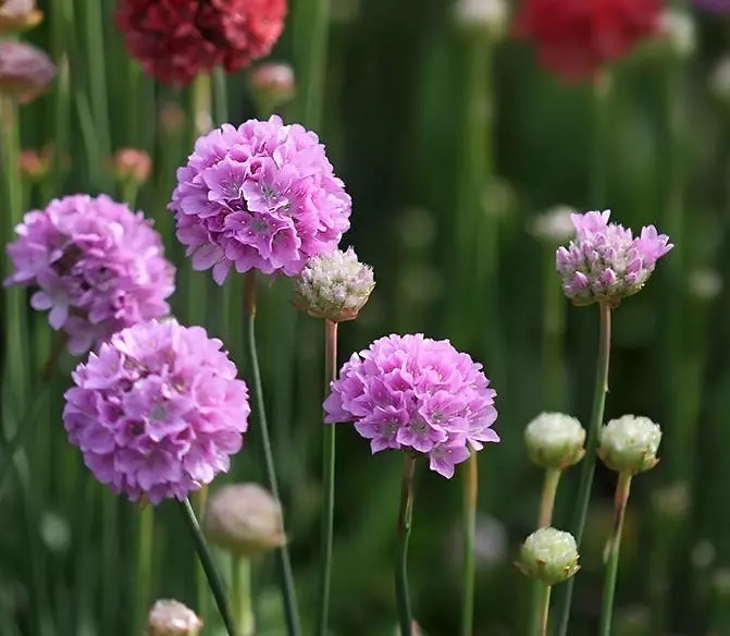 海 石 竹 花