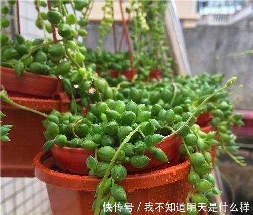 3款“爱哭鼻子”的多肉植物，名字很凄美，出了状态确让人很陶醉