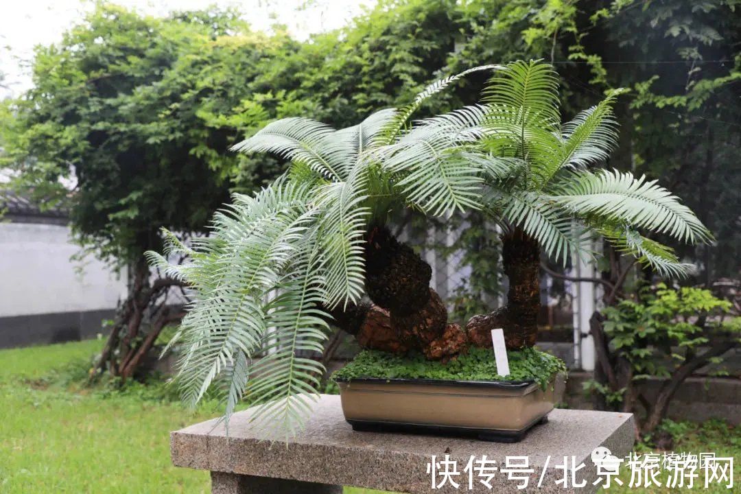 40余万株秋花绽放！海淀这里花坛、花境、花艺、花海，惊艳绚丽