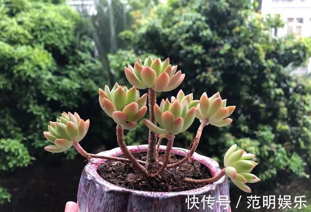 养盆多肉,光长叶子“不长肉”,咔嚓剪一刀,圆了“老桩”梦