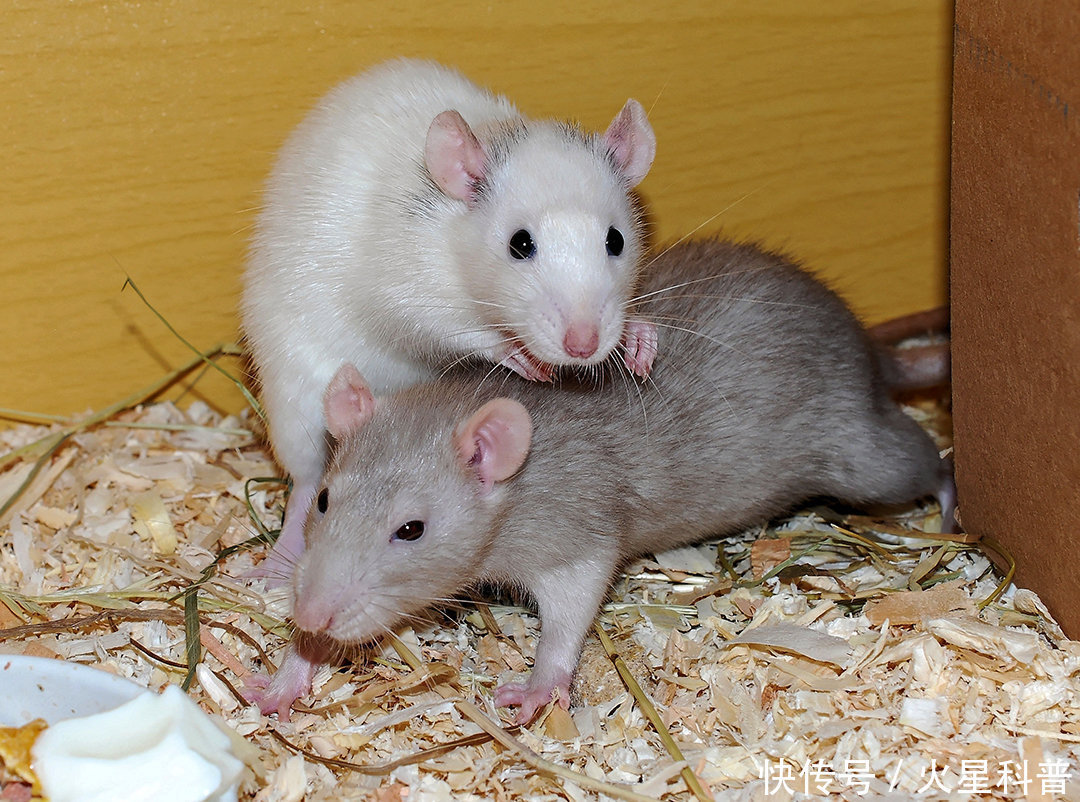 妊娠|男性也能妊娠?中国科学家给雄鼠移植子宫,生出10只后代
