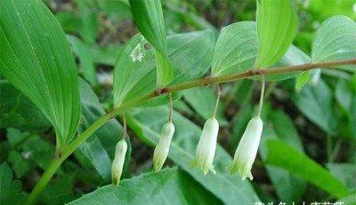 打好基础|一个润肺食疗方!帮你降住“秋老虎”,为冬季“养藏”打好基础!