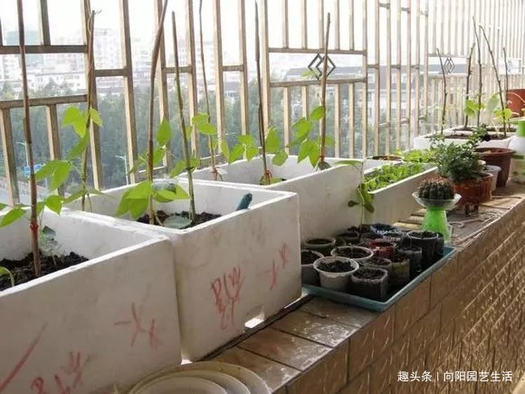 万能“养花盆”，扦插，养花，种菜，只要一个泡沫箱，一切都解决