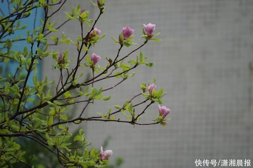 花花校园 | 春日游，湖南高铁职院里繁花闹枝头