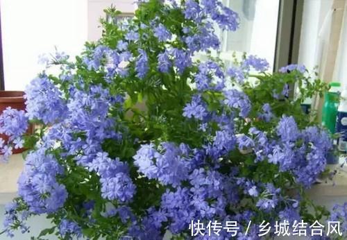 养花试试这几款,是稀有的园林观赏植物和阳台盆栽植物