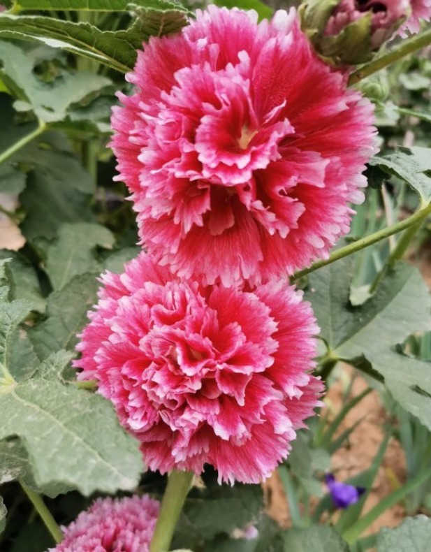 漂亮的蜀葵开花了，随便撒些种子，来年就是一片花海！