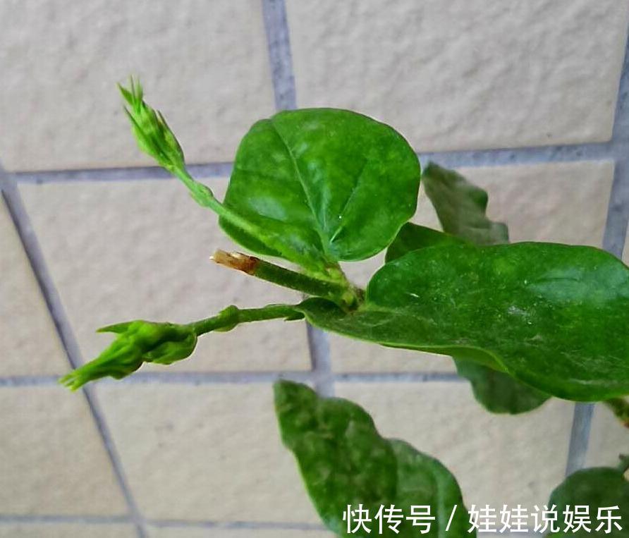 茉莉花总徒长,开花少,2个方法就能矮化,枝条壮,开花多
