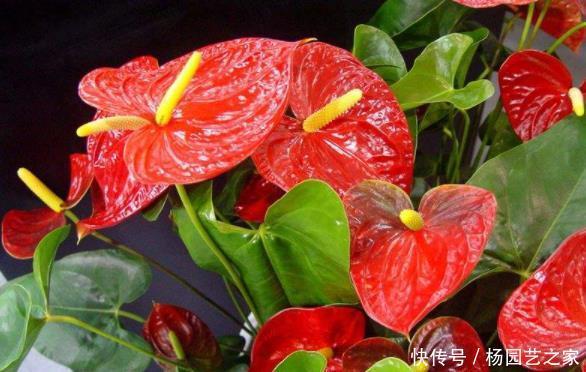 撑爆|养红掌有“3不能”,做好根系撑爆盆,叶片绿油油,满盆全是花!