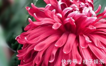 滦水|喜欢菊花，就养盆“珍稀名菊”滦水黑旋风，似深色荷花，美艳优雅