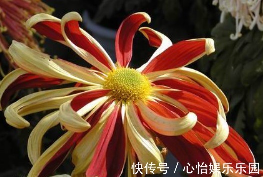 此花,开花似“统帅旗帜”,是我国“五大名菊之首”,比菊花霸气