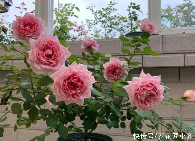 花苞|如果你养着月季，想要秋季连续开爆，按照三步走，最少开2次