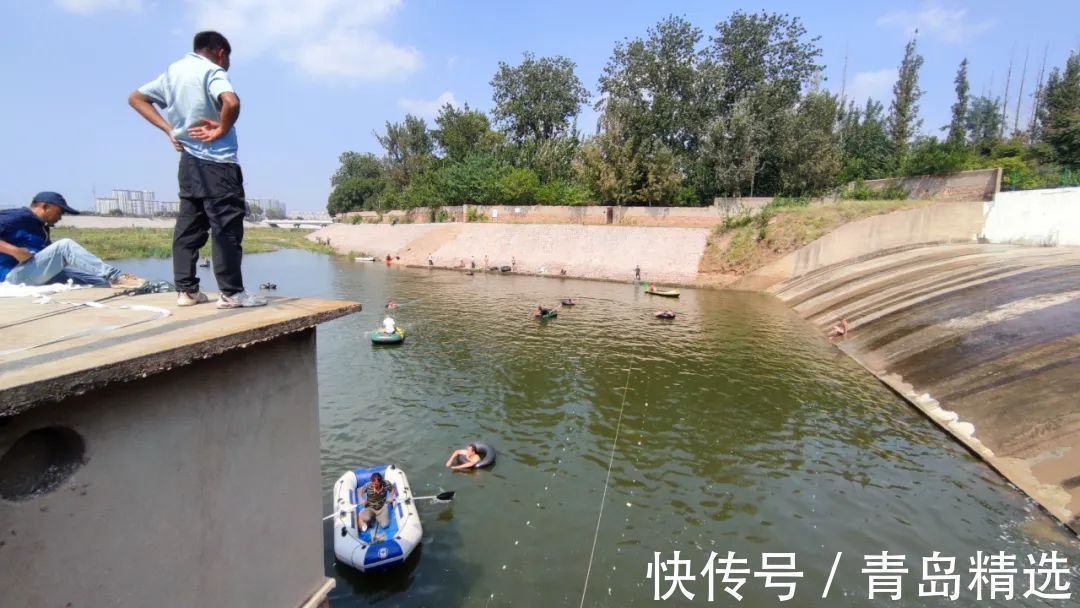 崂山水库开闸放水!一米长的大花鲢随处可见