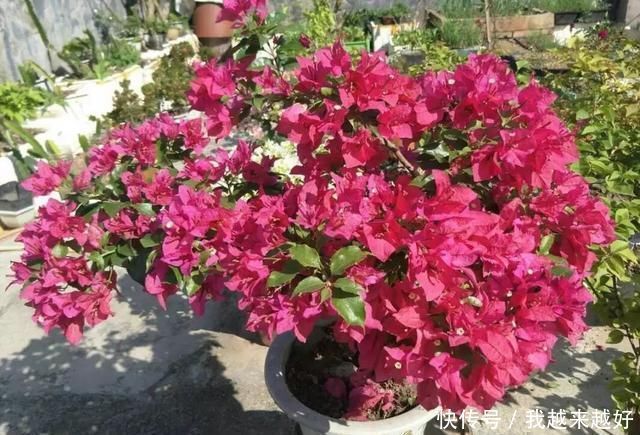 阳台养三角梅,必须要做到“3多”,开花200天,花比叶子多