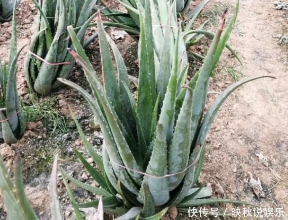 柳树|马齿苋树长得慢，涂点“自制生长液”，叶子如玉，还能养成老桩