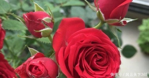 喜欢菊花，不如养“高端玫瑰”永远的莫斯科，色泽鲜艳，满园飘香