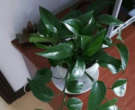 壮叶|用啤酒养花,按照4步操作,盆栽根壮叶绿长势旺,植物花多色艳