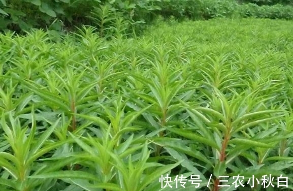 饲料|农村被称为“养肝草”,曾经只是牲畜的饲料,其实价值珍贵