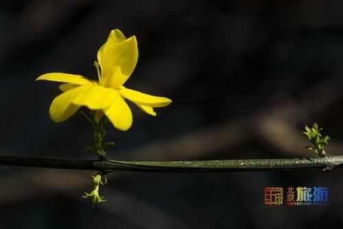 漫步北京春花烂漫:北京春游赏花指南之迎春花