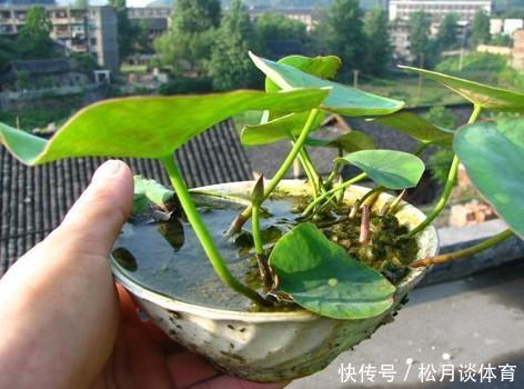 栽种|老太太买花“被骗”,碗莲变“菜莲”,因祸得福,3年挖出一缸藕