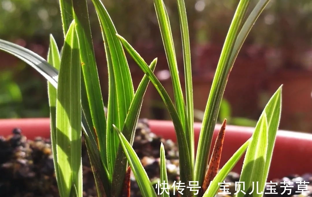 刚买的兰花怎么种?4种常犯的错误,新手兰友要学会避免