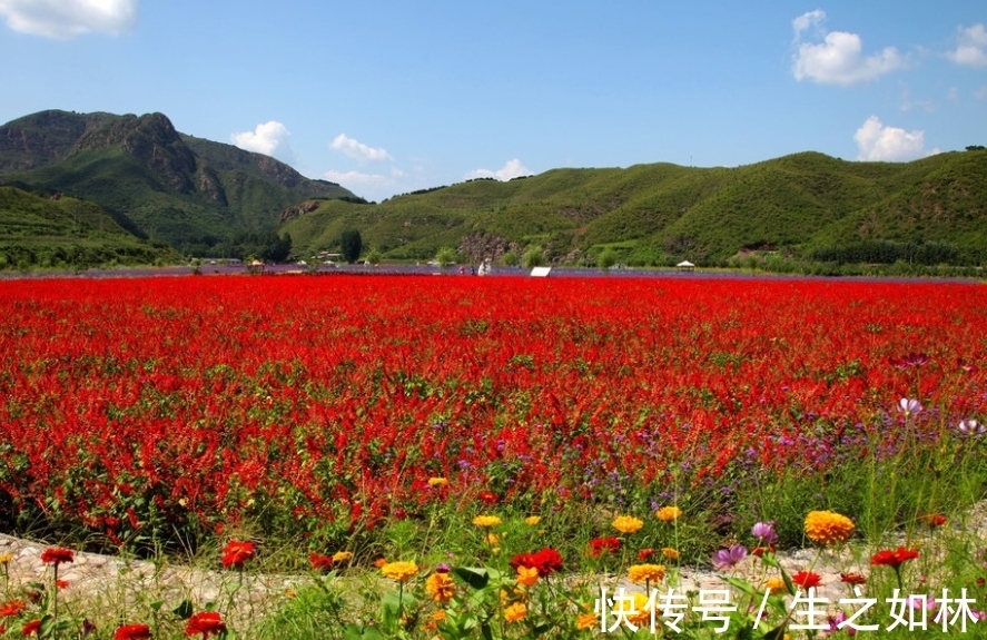 花海|心理测试：你想和你的TA在哪片花海里游玩，测你天生享什么好命？