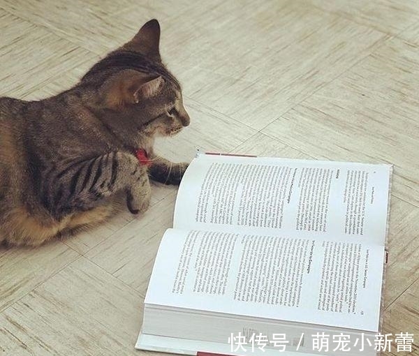 虎斑猫|大学聘请新图书管理员, 只卖萌不干活, 猫咪管理员吸引学生多读书