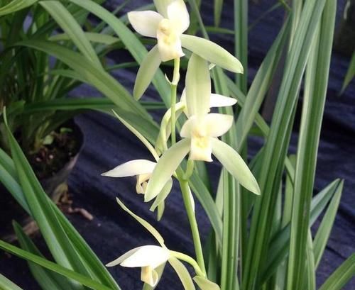 兰花|建兰素花铭品“大凤素”,花香扑鼻,养护简单,叶姿秀雅别具一格