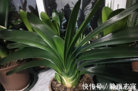 玉米棒|“积鼠成山”，老鼠在经过电击之后，都往角落堆