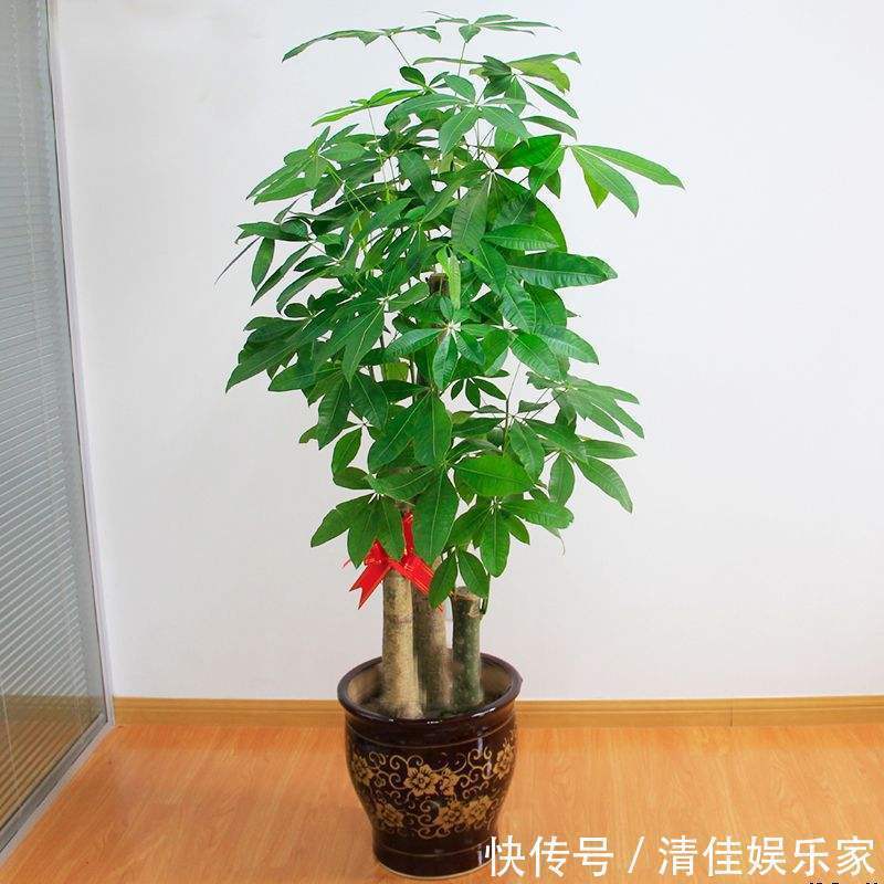 养人|此3种“盆栽花”不能随便送人,养家养人又“镇宅”,要谨记