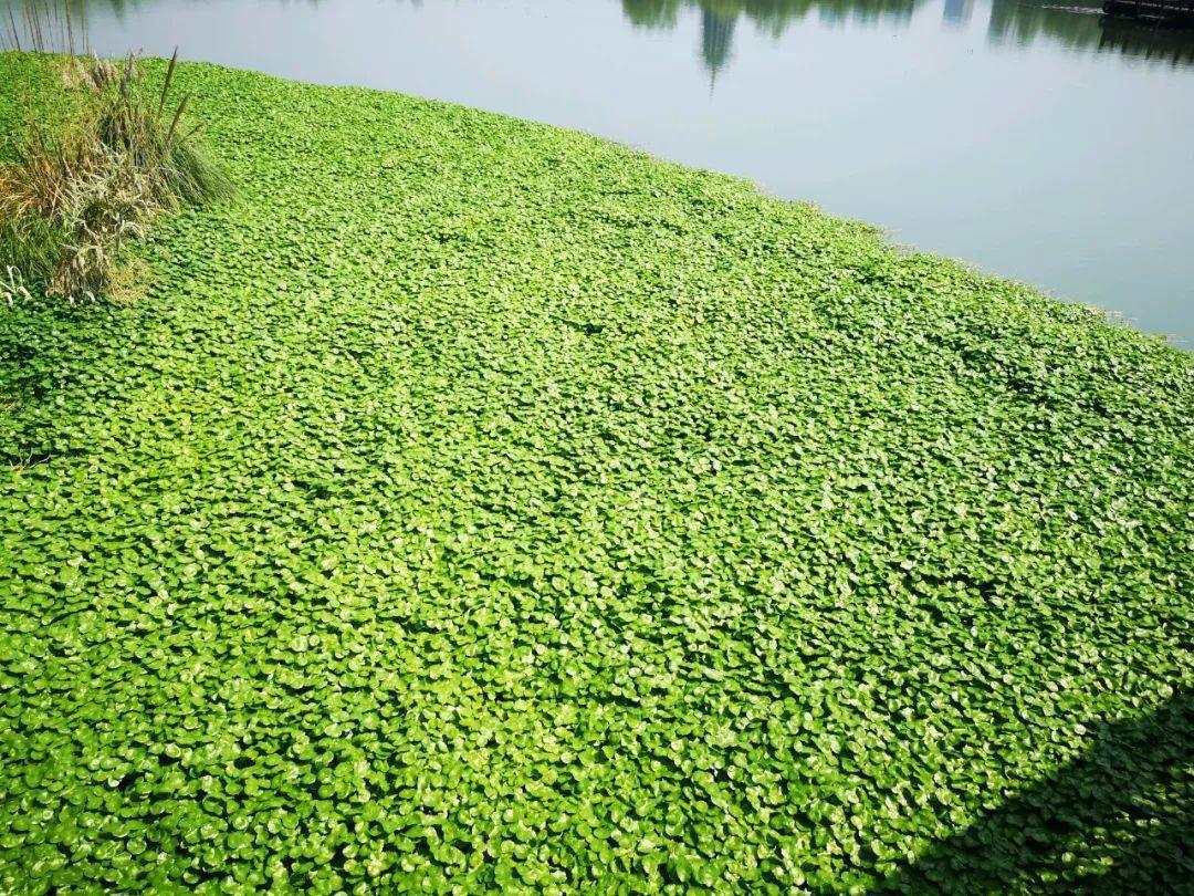 农村养花优势发,地大肥多,一不小心养成小花海!