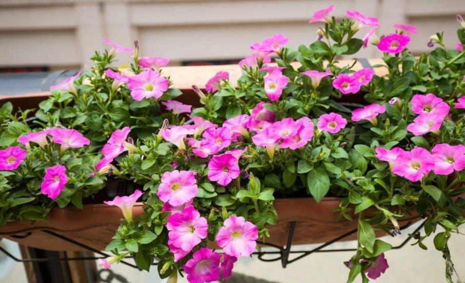 5种“一次性”花,开完赶紧丢了,老手也难养复花,你养过几种?