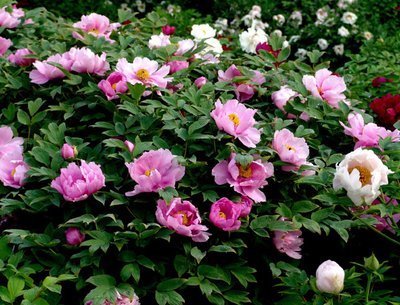 女人的肌肤时刻都在被危害着:日用化妆品的残留物如何解决?