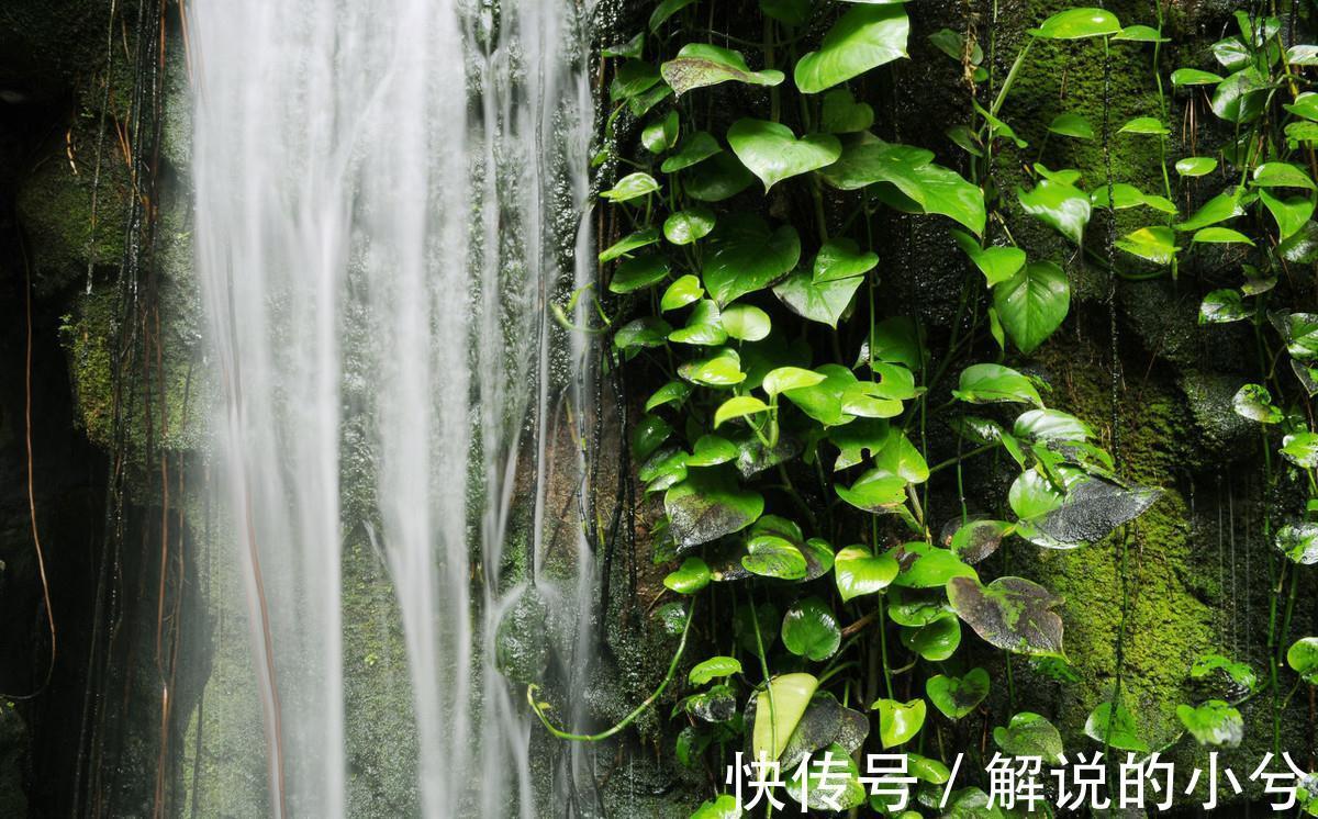 都说绿萝好养,绿萝叶黄枯萎,到底怎么回事