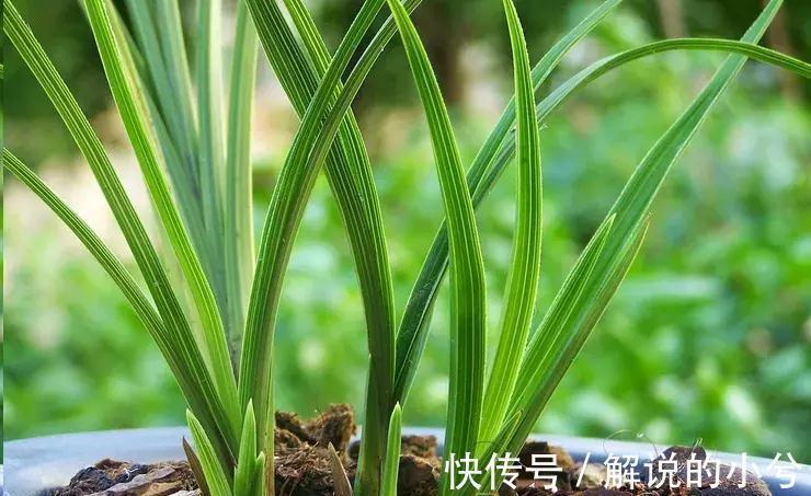 休眠|误区,这8种花冬季千万不要保暖,否则春天反而不开花