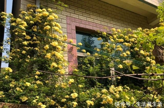 50年的桂花树，卖了5万块钱，大家觉得值吗！