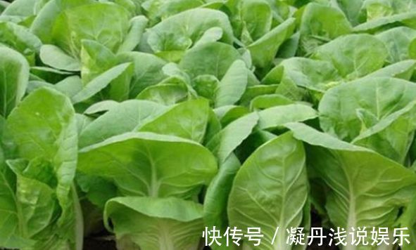 防治|油菜活血化瘀,解毒消肿,农民冬季种植油菜需一点,稳产又增收