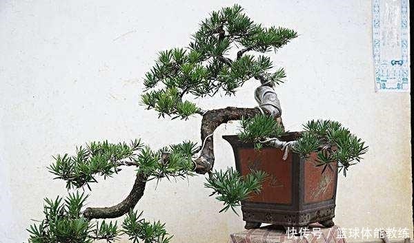 罗汉松你了解多少如何养护怎样制成美丽盆景！