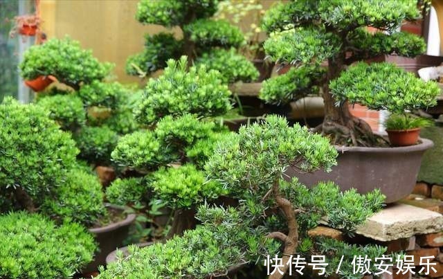 中国传统文化|阳台再小,也能养3种树,小盆就能养,个个都是“传家宝”