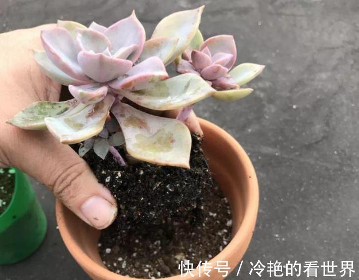 肥厚|秋天多肉先养根,根系健壮叶肥厚,轻松长成群生肉墩子