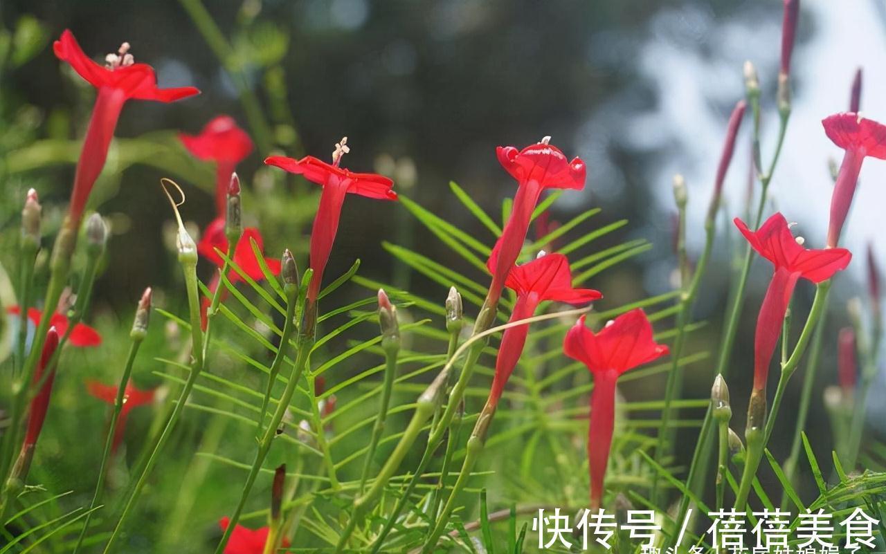 家居空间小没地方养花?16种适合吊养的花,小空间养花的必备良品