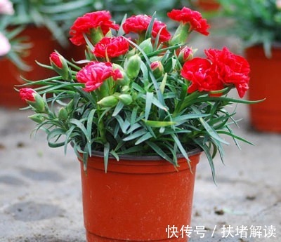 插穗|过完年最适合扦插繁殖的5种花卉掐根枝条扔土里就能很快爆盆!