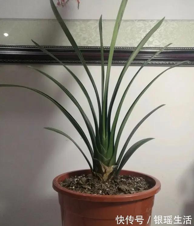 养花30年老花匠的5个“小秘方”赶紧学起来再也不怕养花出问题了