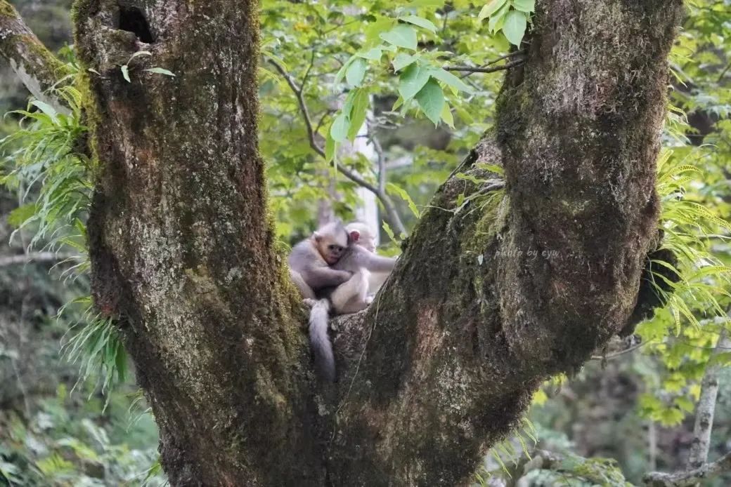 《家在云南》“雪域精靈”滇金絲猴