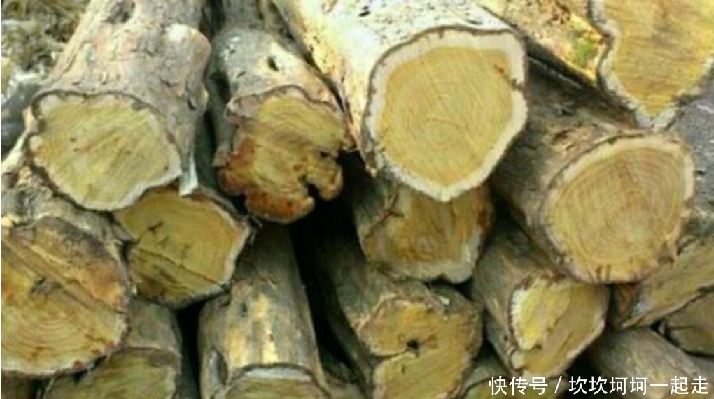 木头|农村这罕见的树木,它曾是皇帝的御用树,现如今想找到都困难!