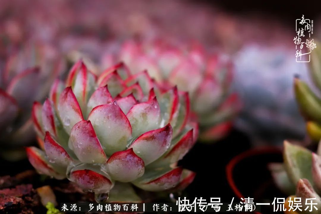 为了爱情|为了爱情来到陌生城市,偶遇多肉,地老天荒的爱恋!