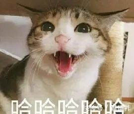 knock|yyds, nbcs, xswl 都是什么意思?00后“网络黑话”你认识几个?